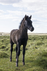 Obraz na płótnie Canvas Icelandic foal
