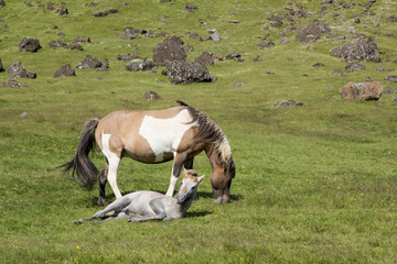 Icelandic coloured mare with foal