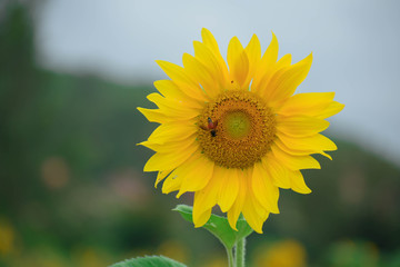 Obraz premium Sunflower in a field