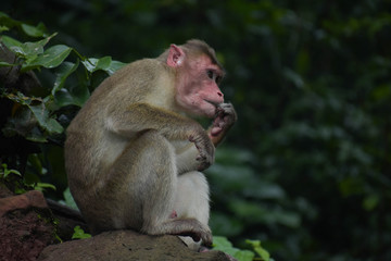 Indian Monkey Thinking