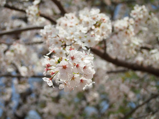White blooms