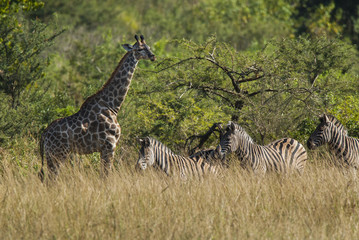 Giraffe South Africa