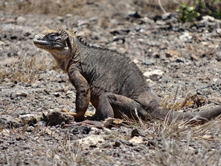 Drusenkopf, Galapagos – Landleguan in freier Wildbahn
