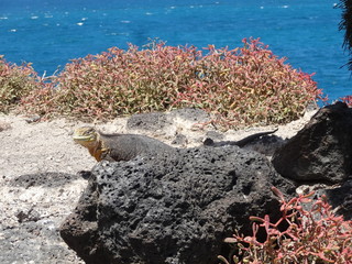 Drusenkopf, Galapagos – Landleguan in freier Wildbahn