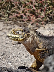 Drusenkopf, Galapagos – Landleguan in freier Wildbahn