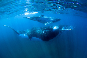Naklejka premium Humpback Whales mother and calf underwater
