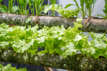 green vegetables plant