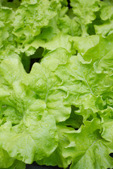 fresh green vegetables (Green Oak)