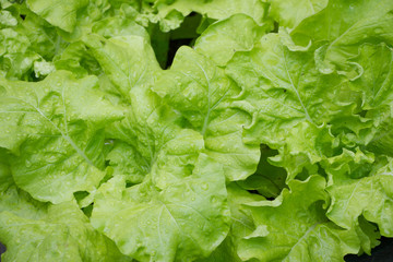 fresh green vegetables (Green Oak)