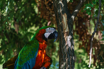 parrot ara likes to be photographed © OLEKSII