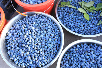 Harvest of fresh blue berries