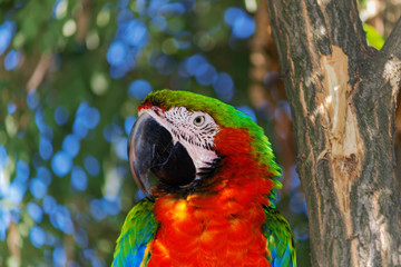 parrot ara likes to be photographed