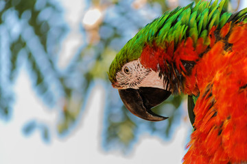 parrot ara likes to be photographed © OLEKSII