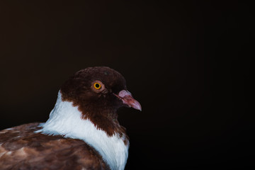 Fototapeta premium Pigeon portrait is cute