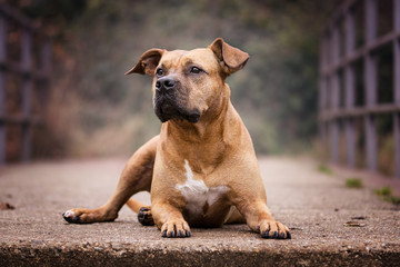 Fototapeta premium liegender Hund