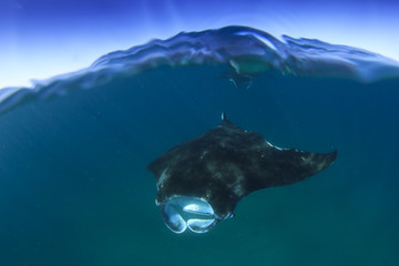 Fototapeta premium Manta Ray over under split photo