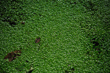 Abstract background of green sheets in swamp