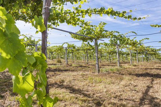 Vineyards of Albarino wine