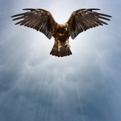 eagle in the dark sky