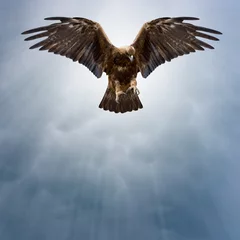 Deurstickers adelaar in de donkere lucht © Alexander