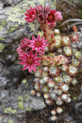 Joubarbe &agrave; toile d'araign&eacute;e