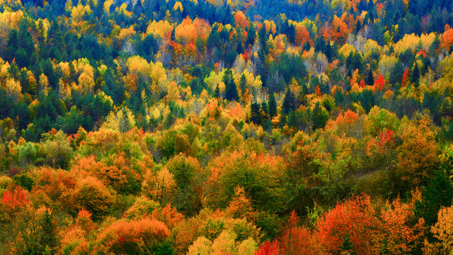 Colors of Autumn