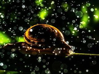 The blurred macro image of garden snail (Helix aspersa) creeping on the plant stick with the bokeh of the drizzle rain and the dark green background