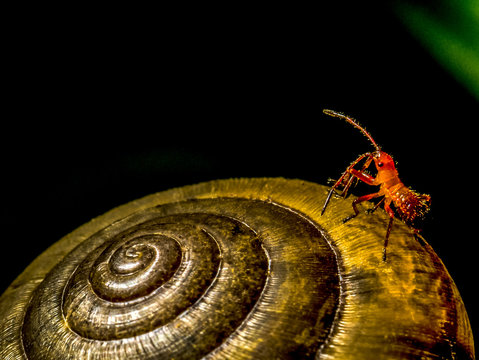 The macro image of red aphid on a garden snail (Helix aspersa) with the dark background