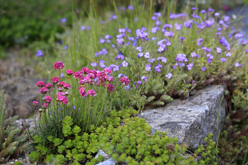 Strand-Grasnelke (Armeria maritima)