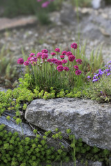 Obraz premium Strand-Grasnelke (Armeria maritima)
