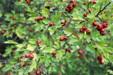 Woodland hawthorn red berries on branches