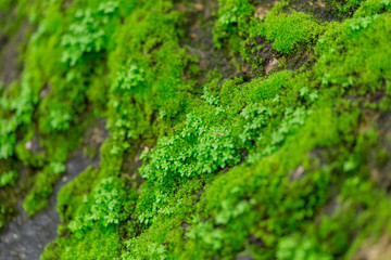 green moss on wet stone in rainforest with moisture