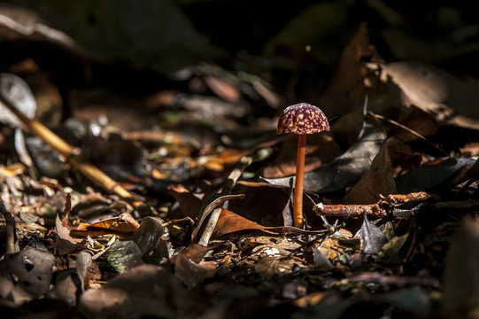 Cogumelo (Fungi) | Mushroom photographed in Linhares, Esp&iacute;rito Santo - Southeast of Brazil. Atlantic Forest Biome.
