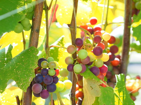 山葡萄 の画像 270 件の Stock 写真 ベクターおよびビデオ Adobe Stock 山葡萄 の画像 270 件の Stock 写真 ベクターおよびビデオ Adobe Stock