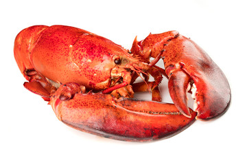 Red lobster isolated on white background
