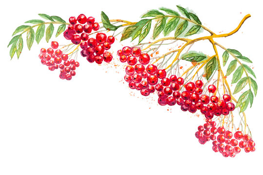 Beautiful hand drawn watercolor branches of Rowanberry with leaves, isolated on the white horizontal background with empty place for your text