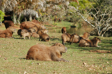 capybara paradise with cubs and moms