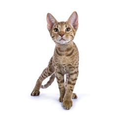 Obraz premium Ocicat kitten in hunting pose isolated on white
