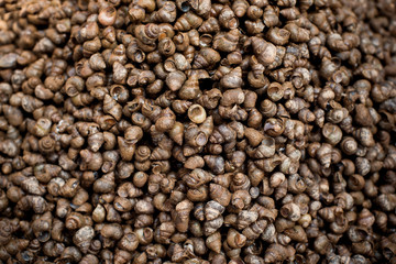 Natural snails background
