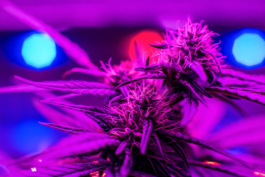 LED Grow Lights for Growing