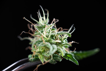 Cannabis close-up bud