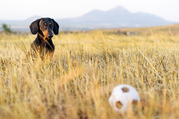 dog (puppy), breed dachshund black tan, looks at his ball while waiting for the game on a autumn grass and mountains