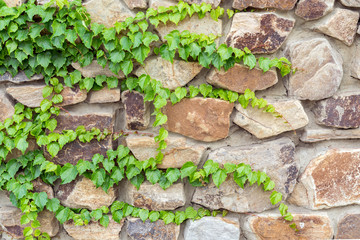 close up of the green ivy on a stone wall, a beautiful background
