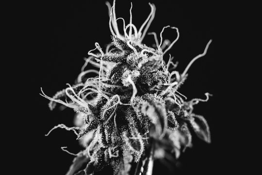 art photo black and white marijuana bud