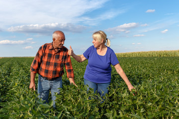 Senior couple working in soybean field and examining crop. Thumbs up.