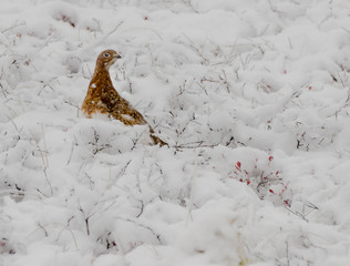 Partridge in snow with red berries 