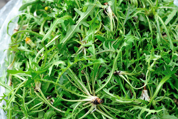 chinese herb taraxacum leaf