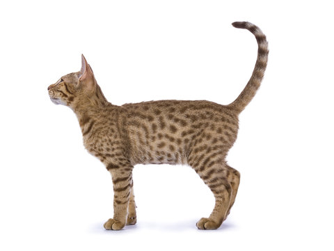 Full body shot side from Ocicat kitten isolated on white background