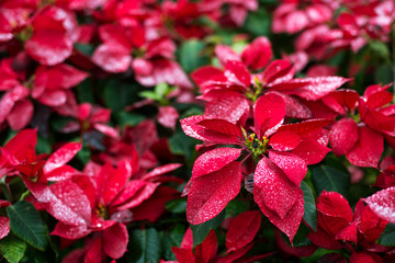 Obraz premium poinsettia christmas flower