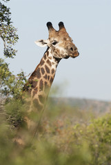 Giraffe South Africa